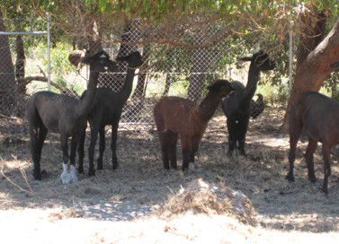 Cohunu Koala Park - Accommodation in Bendigo 2