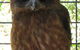 Cohunu Koala Park - thumb 3