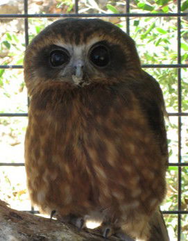 Cohunu Koala Park - Accommodation in Bendigo 3