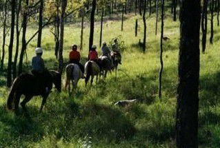 Hunter Valley Horse Riding And Adventures - Accommodation in Bendigo 0