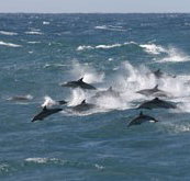 Tamboi Queen Cruises - Accommodation in Bendigo