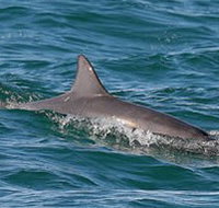 Byron Bay Dolphin Wildlife Tours - Accommodation in Bendigo