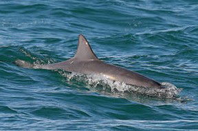 Byron Bay Dolphin Wildlife Tours - Accommodation in Bendigo 0