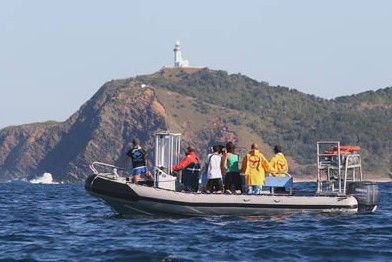 Byron Bay Dolphin Wildlife Tours - Accommodation in Bendigo 1