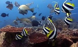 Byron Bay Dolphin Wildlife Tours - Accommodation in Bendigo 3