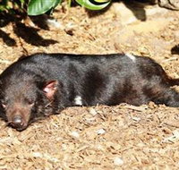 Symbio Wildlife Park - Accommodation in Bendigo