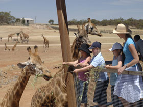 Monarto Open Range Zoo - Accommodation in Bendigo 0