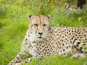 Monarto Open Range Zoo - Accommodation in Bendigo 3