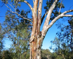 ODonnell Park At Curlwaa - Accommodation in Bendigo 2
