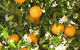 Orange World - thumb 2