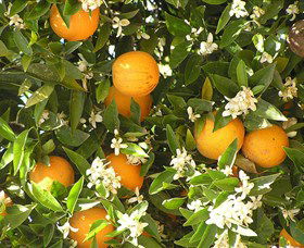 Orange World - Accommodation in Bendigo 2