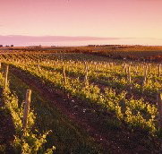 Ralph Fowler Wines - Accommodation in Bendigo