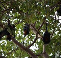 Manngarre Rainforest Walk - Accommodation in Bendigo