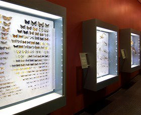 Museum And Art Gallery Of The Northern Territory - Accommodation in Bendigo 3