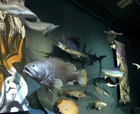 Museum And Art Gallery Of The Northern Territory - Accommodation in Bendigo 4