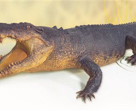 Museum And Art Gallery Of The Northern Territory - Accommodation in Bendigo 5