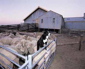 Shear Outback The Australian Shearers Hall Of Fame - Accommodation in Bendigo 1