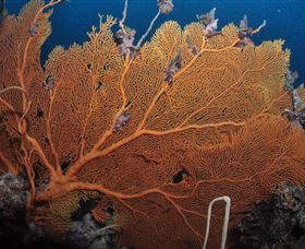 Eddy Reef Dive Site - Accommodation in Bendigo 3