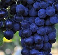 De Bortoli Wines Bilbul - Accommodation in Bendigo