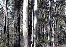 Kooyoora State Park - Accommodation in Bendigo 0