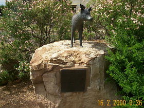 Dingo Statue - Accommodation in Bendigo 0