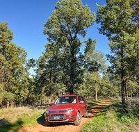 Forest drive - Accommodation in Bendigo
