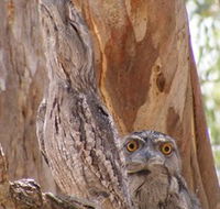 Bird Watching - Accommodation in Bendigo