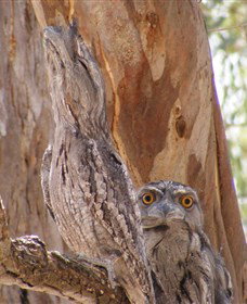 Bird Watching - Accommodation in Bendigo 0