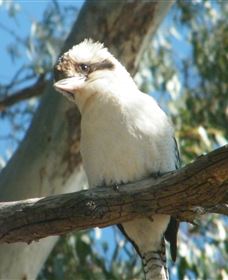 Bird Watching - Accommodation in Bendigo 1