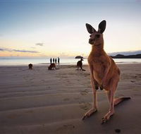 Wallabies on the Beach at Cape Hillsborough - Accommodation in Bendigo