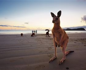 Wallabies On The Beach At Cape Hillsborough - Accommodation in Bendigo 0