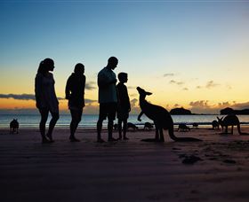 Wallabies On The Beach At Cape Hillsborough - Accommodation in Bendigo 2
