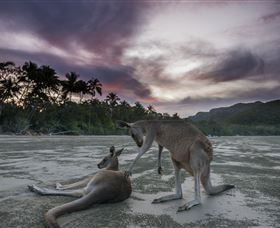 Wallabies On The Beach At Cape Hillsborough - Accommodation in Bendigo 1