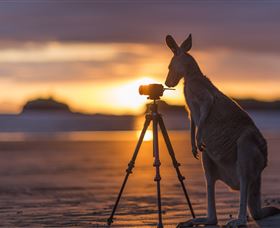 Wallabies On The Beach At Cape Hillsborough - Accommodation in Bendigo 3