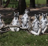 Savannah Visitor Plaza Taronga Western Plains Zoo Dubbo - Accommodation in Bendigo