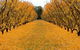 Sun Country On The Murray Farm Gate Trail - thumb 0