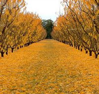 Sun Country on the Murray Farm Gate Trail - Accommodation in Bendigo