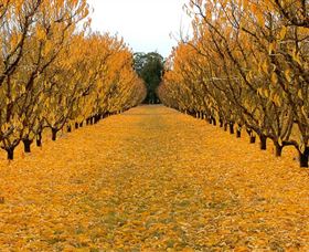 Sun Country On The Murray Farm Gate Trail - Accommodation in Bendigo 0