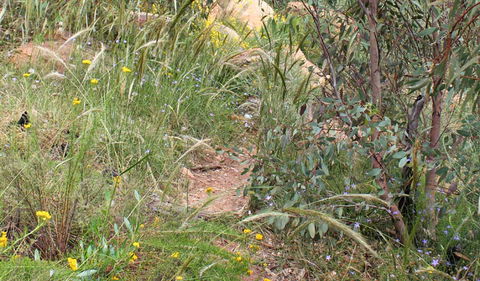 Ben Hall's Cave Walking Track - Accommodation in Bendigo 1