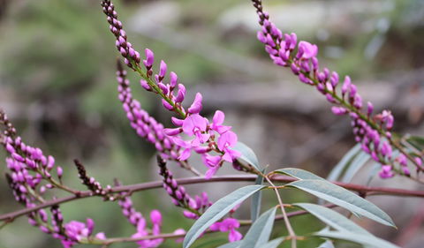 Basin Gully To Eualdrie Lookout Track - Accommodation in Bendigo 1