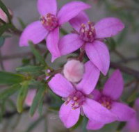 Self Drive Geology and Nature Trails - Accommodation in Bendigo