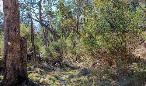 Eualdrie Walking Track - Accommodation in Bendigo 1