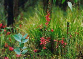 Enfield State Park - Accommodation in Bendigo 0