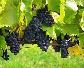 Paramoor Winery - Accommodation in Bendigo 5