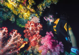 Bait Reef And Garys Lagoon Dive Site - Accommodation in Bendigo 1