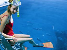 Bait Reef And Garys Lagoon Dive Site - Accommodation in Bendigo 2
