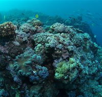 Manta Ray Drop Off Dive Site - Accommodation in Bendigo