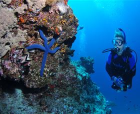 Lighthouse Bommie Dive Site - Accommodation in Bendigo 0