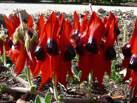 Australian Inland Botanic Gardens - Accommodation in Bendigo 1