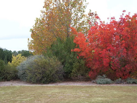 Australian Inland Botanic Gardens - Accommodation in Bendigo 2